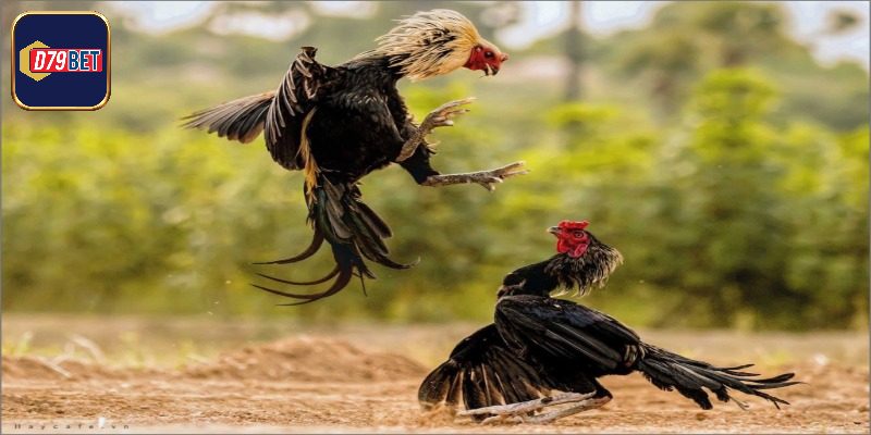 Kỹ Thuật Nuôi Gà Đá - Bí Quyết Của Các Sư Kê Thành Công