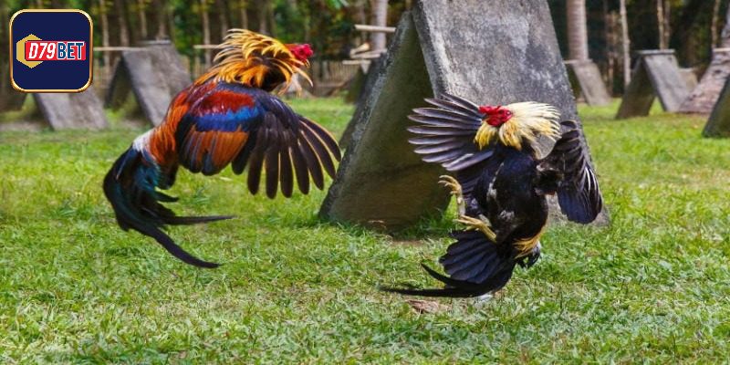 Lối tung đòn hiểm nên tìm hiểu khi rèn luyện