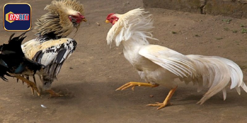 Lý do kỹ thuật nuôi gà đá đóng vai trò then chốt