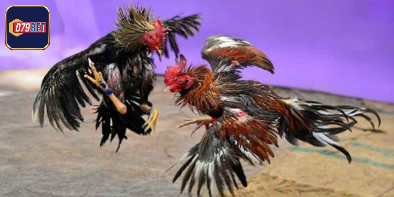 Những điều không nên bỏ qua khi chơi đá gà tại D79bet