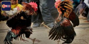 Thế Đá Gà Chọi - Hiểu Rõ Để Đào Tạo Chiến Kê Chuẩn