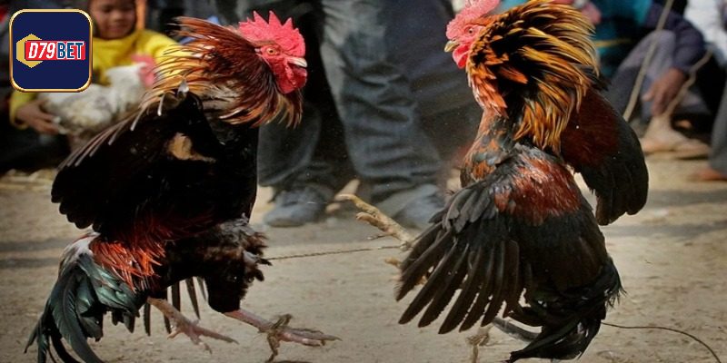 Thế Đá Gà Chọi - Hiểu Rõ Để Đào Tạo Chiến Kê Chuẩn