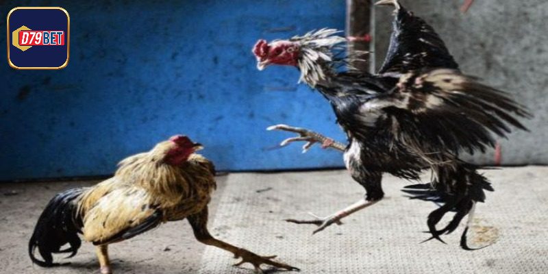 Thế gà đáng để thử sức đào tạo