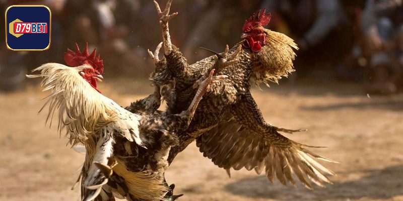 Top những mẹo chơi đá gà trực tuyến hiệu quả cho sư kê