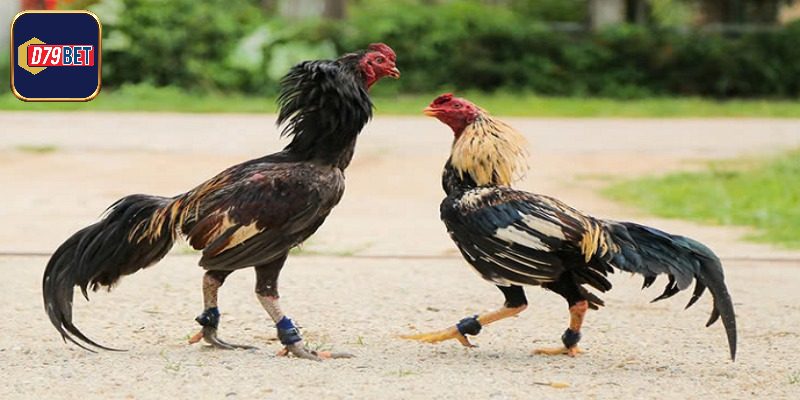 Tuyệt chiêu giúp gà đá khỏe mạnh và di chuyển linh hoạt
